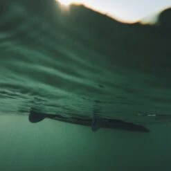 Finlette Semi-Finless Setup For R-Series -Surf Story Shop 5E9FCA5D D489 4CDD BAD9 B5667EE572FC